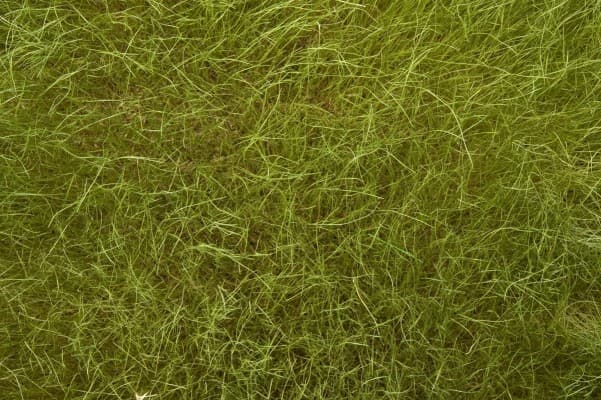 Field