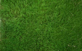 Field