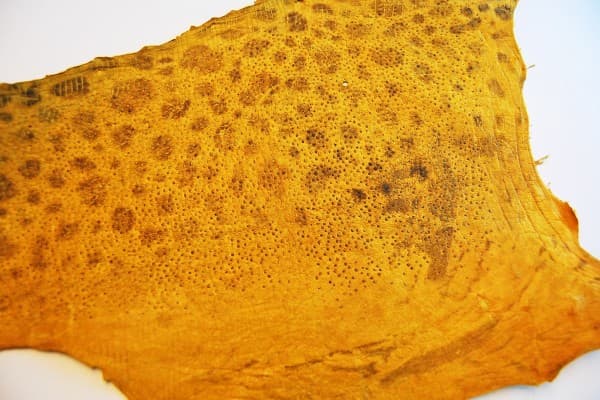 Wolffish Leather