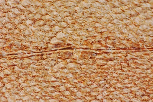 Cod Leather