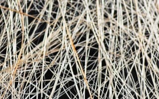 Grass & Leaves