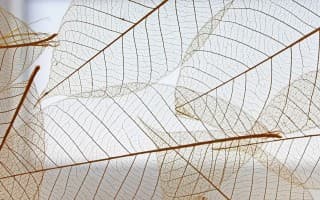 Grass & Leaves