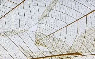 Grass & Leaves