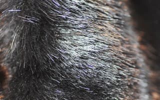 Fun Fur New