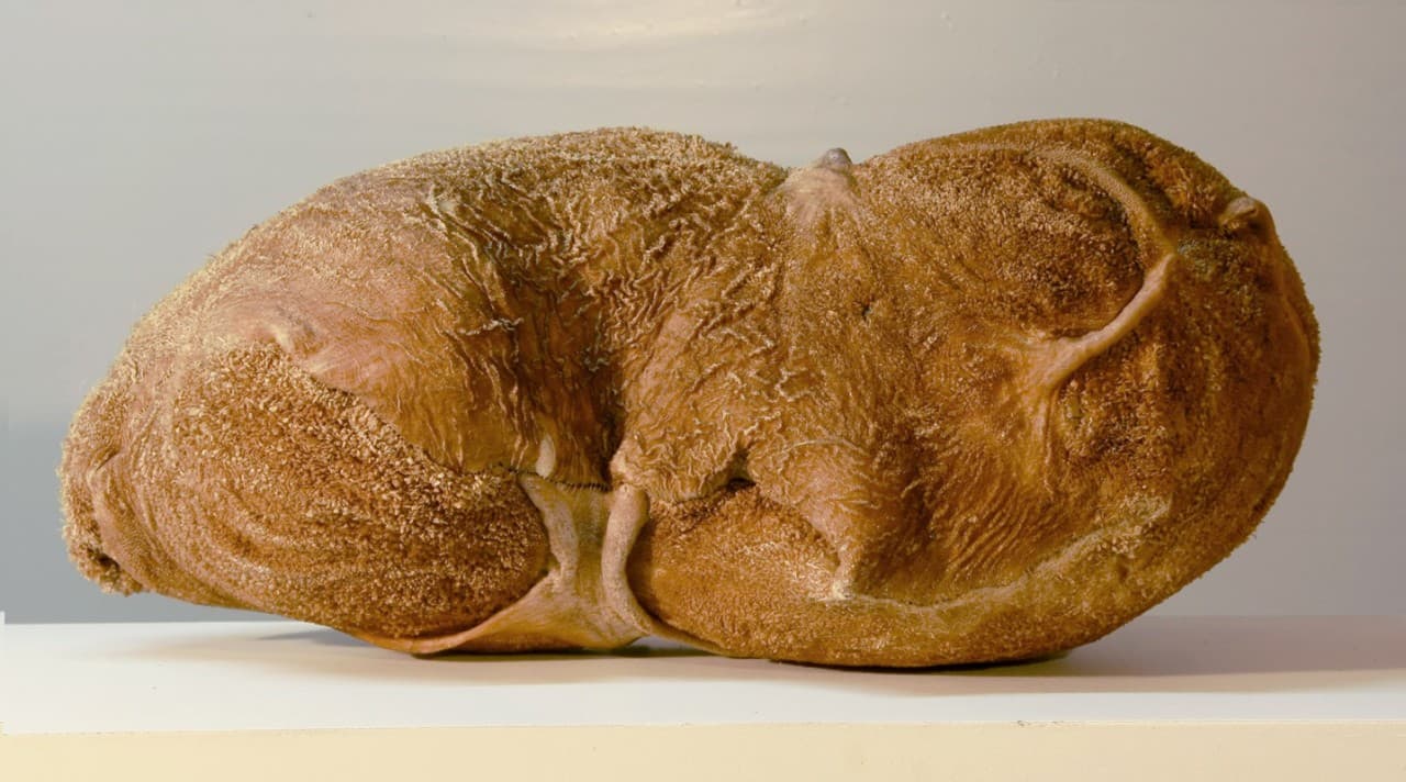 Rumen
