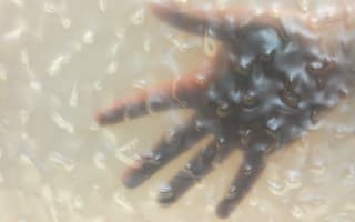 Cottone Superbo Conchiglia