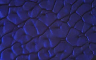 Perspex Coral