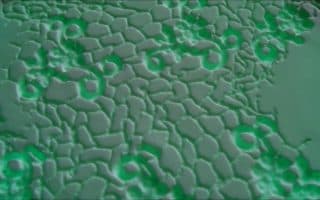 Tex-tiles