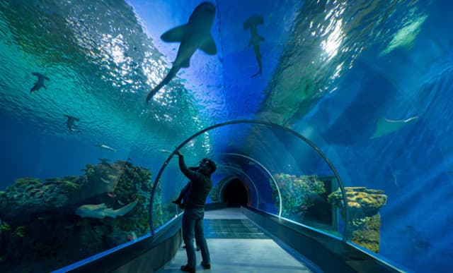 Blue Planet Aquarium