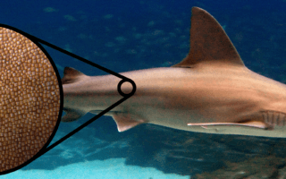 Sharklet Safetouch