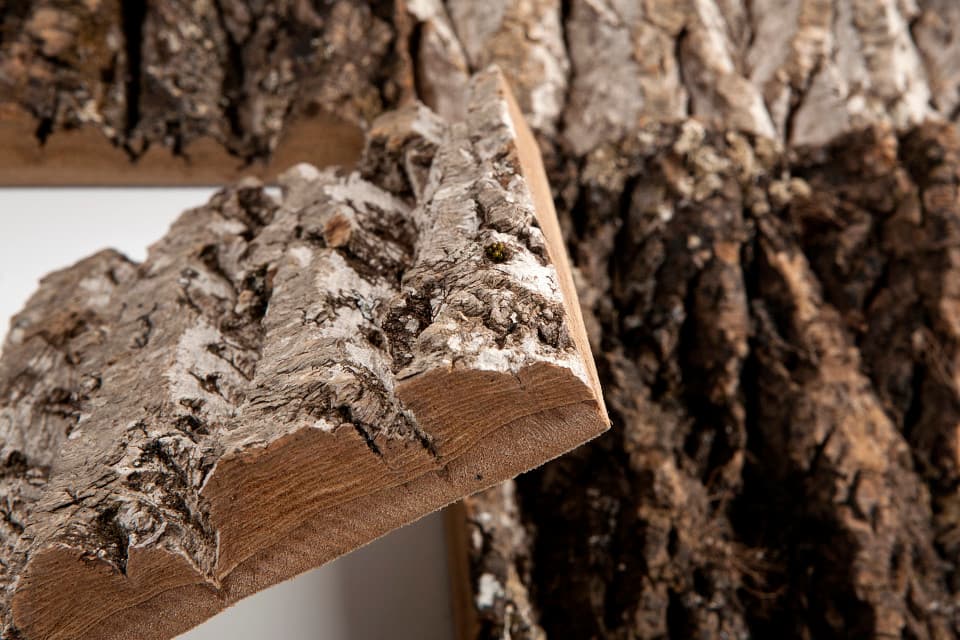 Bark