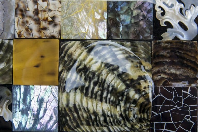 Cuncha Nasu Shell