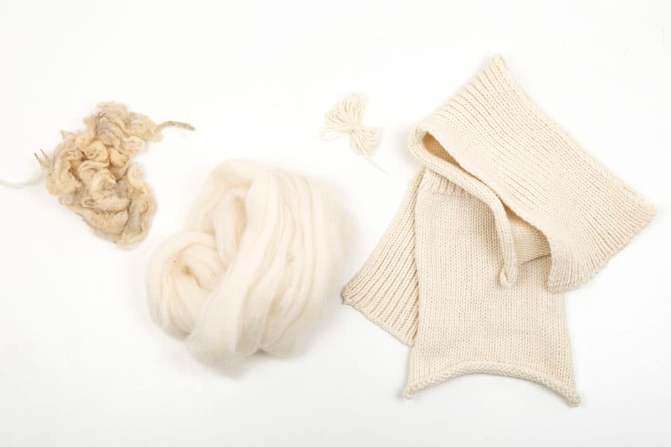 Dutch Merino