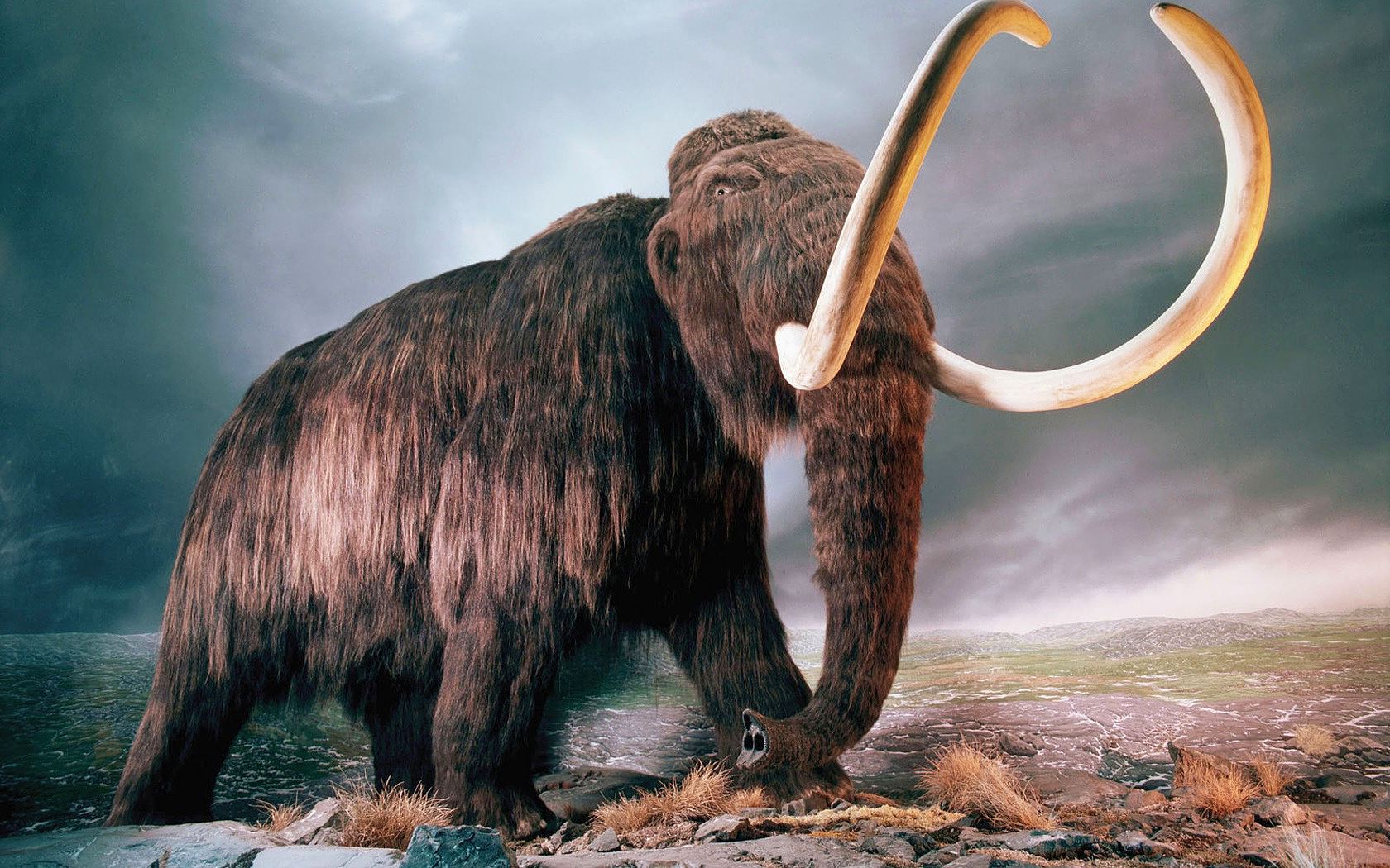Mammoth dung, prehistoric goo may speed warming