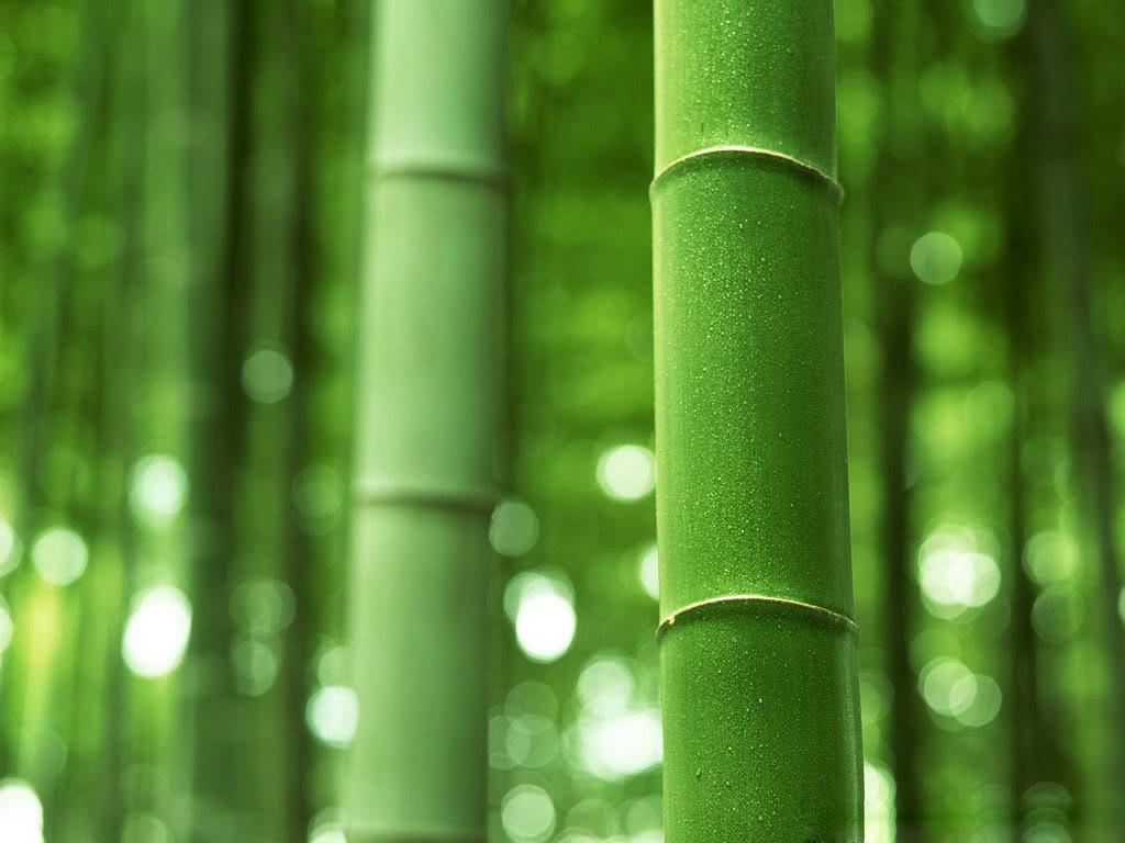 All you want to know about Bamboo