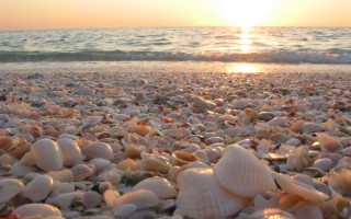 Sea shells for better building materials