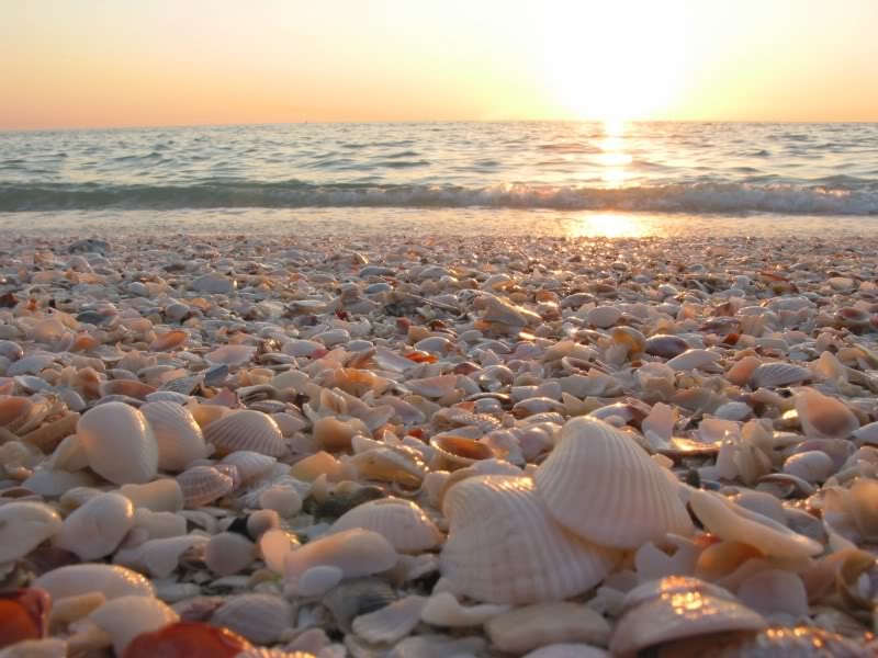 Sea shells for better building materials