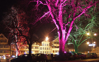 Glowing trees