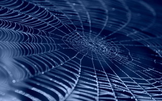 Secrets of spider silk unravelled