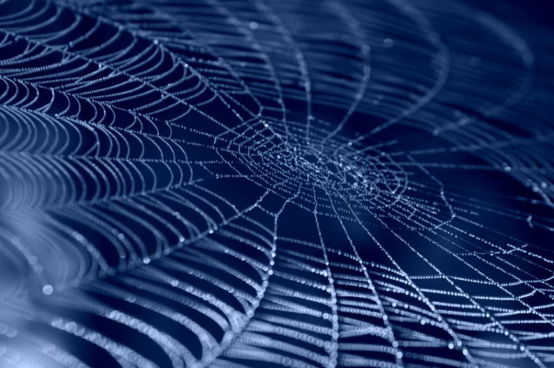 Spiders' web-making secrets unraveled