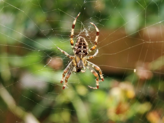 Spiders' web-making secrets unraveled