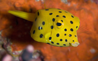 Boxfish Bioinspiration