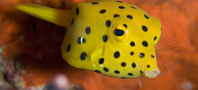 Boxfish Bioinspiration