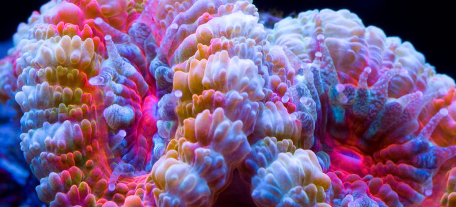 Could Fake Coral Materials Clean Up Our Oceans?