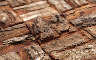 Prambanam mahogany bark