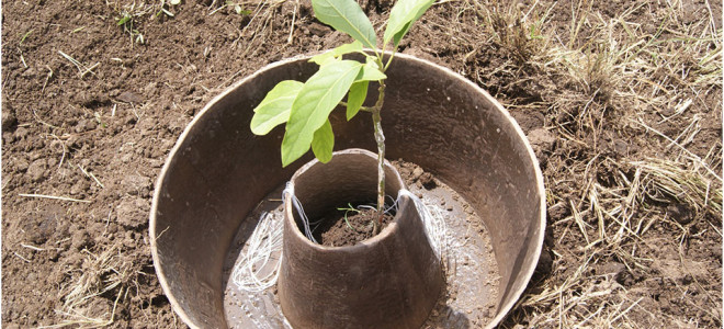 COCOON: Sustainable Planter Gives Life To Arid Land