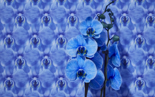 Orchids: Colour meets Biobased Inspiration