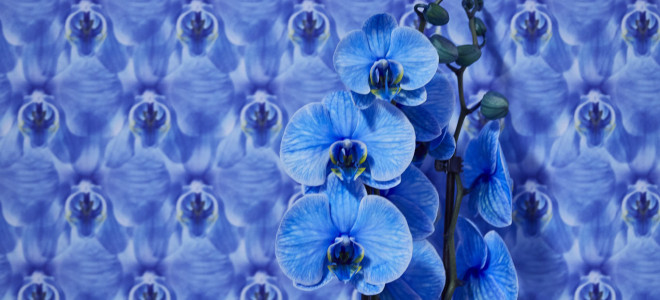 Orchids: Colour meets Biobased Inspiration