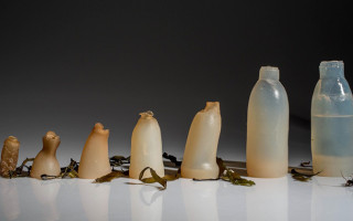 Biodegradable Algae Water Bottles Offer Intriguing Possibilities