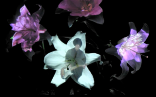 Studio ‘Party’ Streams Music Videos onto Flowers