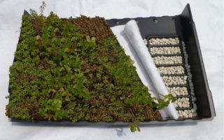 A green roof by tiling with Ecopan