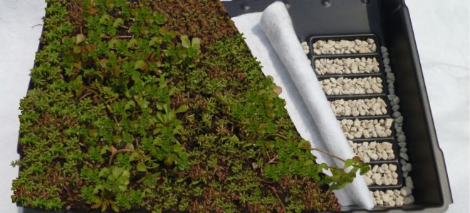 A green roof by tiling with Ecopan