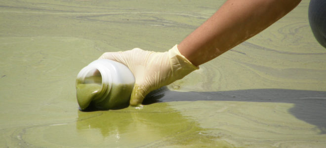 Bio-foam made from algal bloom