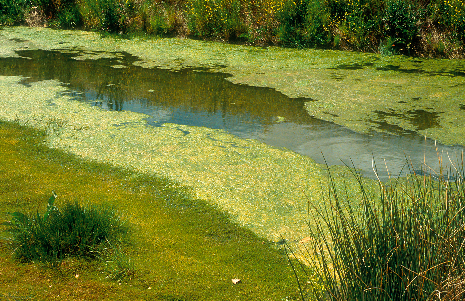 Почему позеленела вода. Хламидомонада цветение воды. Цветение воды цианобактерии. Цветение воды зеленые водоросли. Цианобактерии в водоеме.