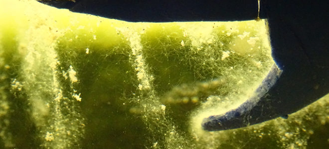 Living Architecture is developing bioreactor bricks