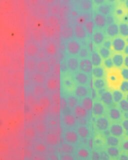 Researchers at @Stanford University have developed a soft, flexible material that can rapidly change both colour and surface texture. Inspired by the adaptive skin of octopuses and cuttlefish, the material forms detailed patterns within seconds, at a scale finer than a human hair. For designers working with experimental and smart materials, this innovation points to a new generation of responsive surfaces.

The research, published in Nature, focuses on a swellable polymer film. When exposed to water, the film expands in controlled ways, changing how it looks and feels. This allows colour and texture to shift at the same time, without adding pigments or mechanical components.

Read more at MaterialDistrict.com

#MaterialInspiration #Materials #MaterialInnovation #SmartMaterials #ResponsiveDesign #Biomimicry #SustainableMaterials #DesignResearch #FutureMaterials #TextileInnovation #ProductDesign #MaterialScience