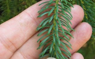 Bioplastic made from pinene from pine trees