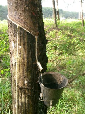 Russian dandelion as an alternative source for natural rubber ...