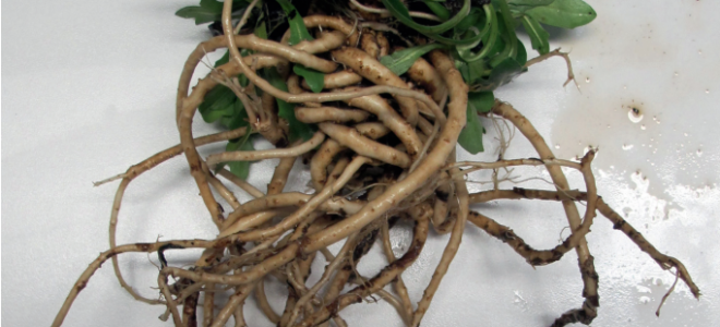 Russian dandelion as an alternative source for natural rubber