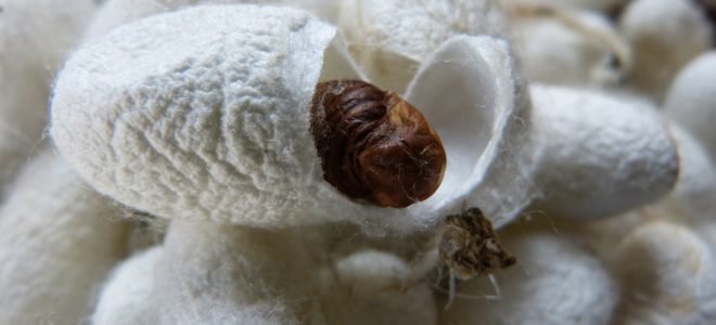How to build regenerated silk fibres