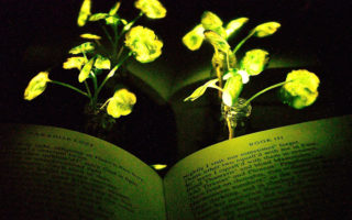 Using plants to light the way