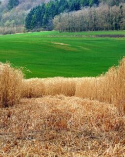 A new initiative in the Netherlands is rewarding farmers who grow natural fibre crops for construction—such as hemp, flax, straw, and elephant grass—with millions of euros in carbon credits. The National Green Fund (@NationaalGroenfonds) will purchase €2.5 million worth of carbon credits from these farmers on behalf of the Ministry of Agriculture, Fisheries, Food Security and Nature, providing financial security for those planning to cultivate biobased materials next year.

Read more at MaterialDistrict.com

#MaterialInspiration #Materials #BiobasedMaterials #SustainableConstruction #CarbonCredits #CircularBuilding #Hempcrete #GreenArchitecture #MaterialInnovation