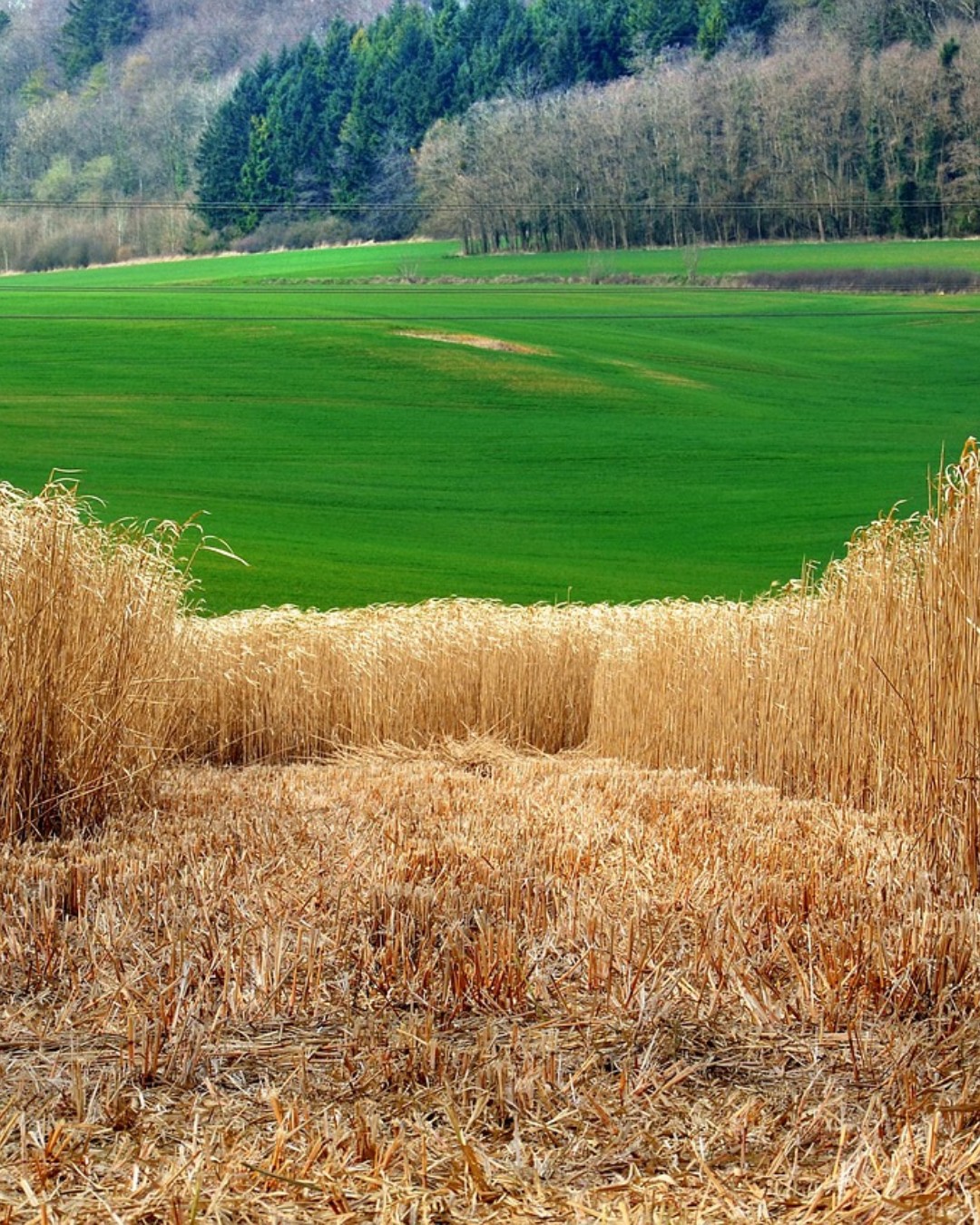 A new initiative in the Netherlands is rewarding farmers who grow natural fibre crops for construction—such as hemp, flax, straw, and elephant grass—with millions of euros in carbon credits. The National Green Fund (@NationaalGroenfonds) will purchase €2.5 million worth of carbon credits from these farmers on behalf of the Ministry of Agriculture, Fisheries, Food Security and Nature, providing financial security for those planning to cultivate biobased materials next year.

Read more at MaterialDistrict.com

#MaterialInspiration #Materials #BiobasedMaterials #SustainableConstruction #CarbonCredits #CircularBuilding #Hempcrete #GreenArchitecture #MaterialInnovation