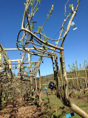 willow grown chairs