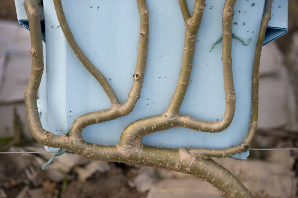 Full Grown: growing furniture in mass-production 6