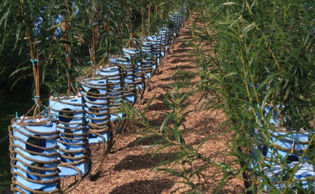 Full Grown: growing furniture in mass-production 9